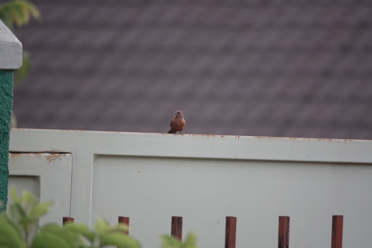 African Firefinch - ML637508709