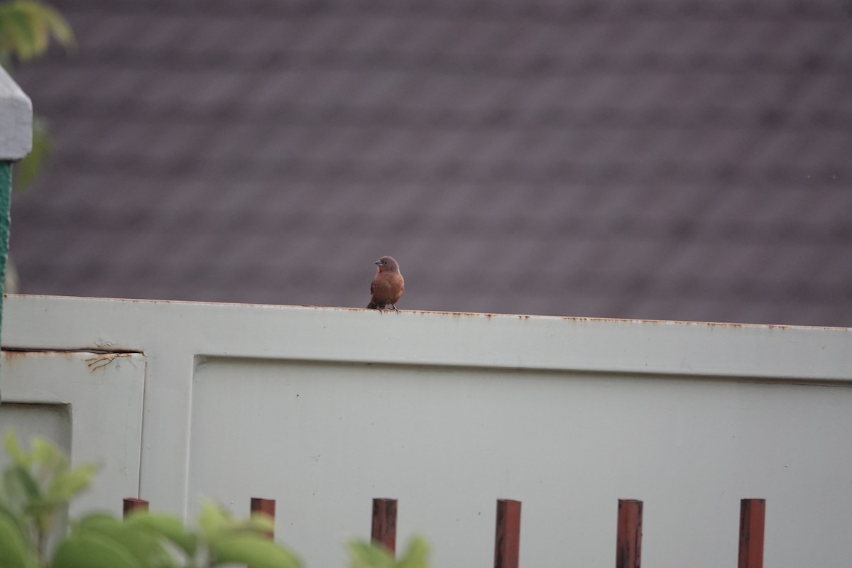 African Firefinch - ML637508710