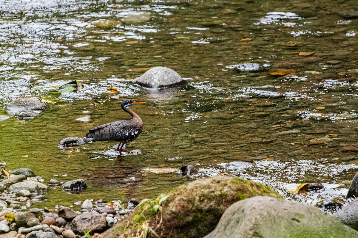 Sunbittern - ML637508779