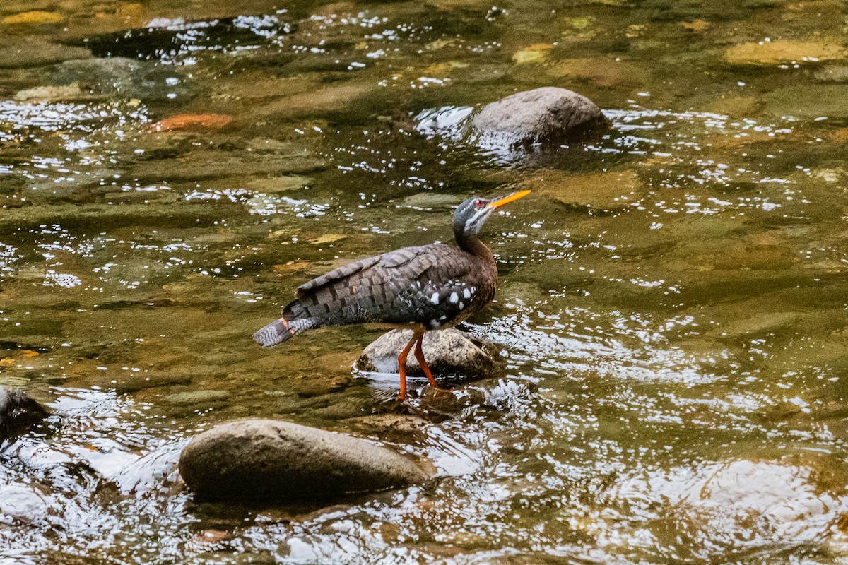 Sunbittern - ML637508780