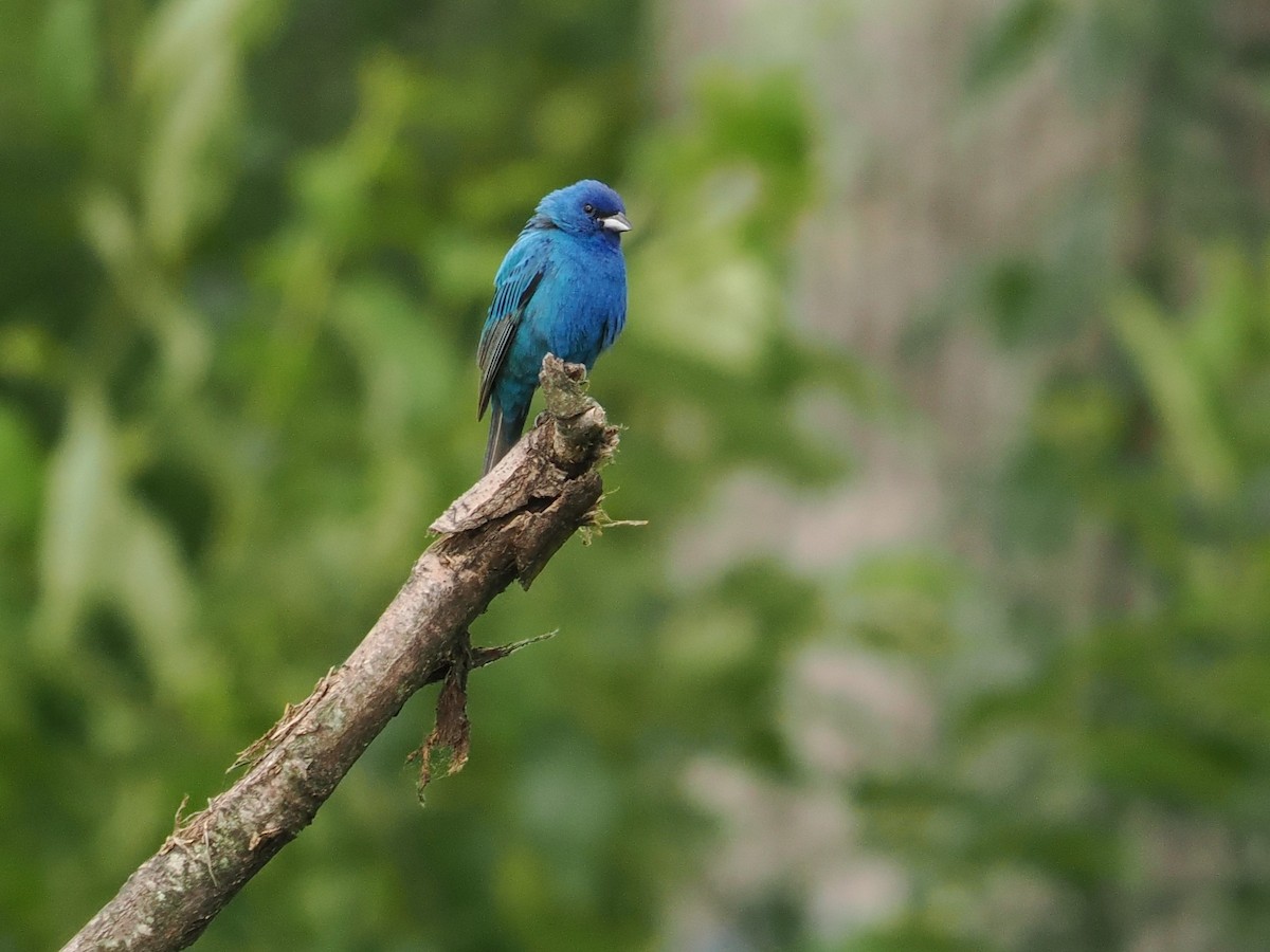 Indigo Bunting - ML637508796