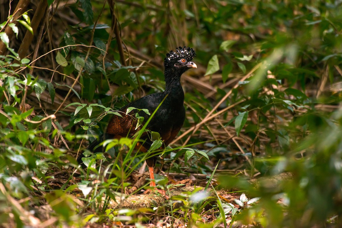 Red-billed Curassow - ML63750881