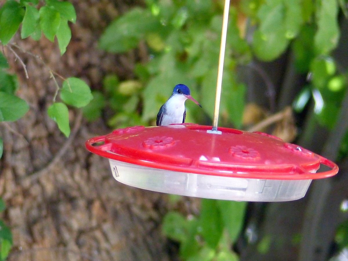 Violet-crowned Hummingbird - ML637508833