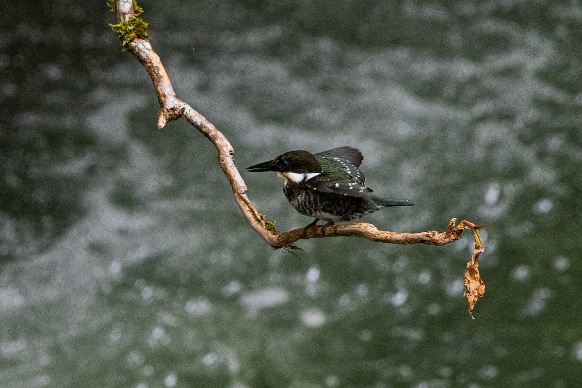 Green Kingfisher - ML637508852
