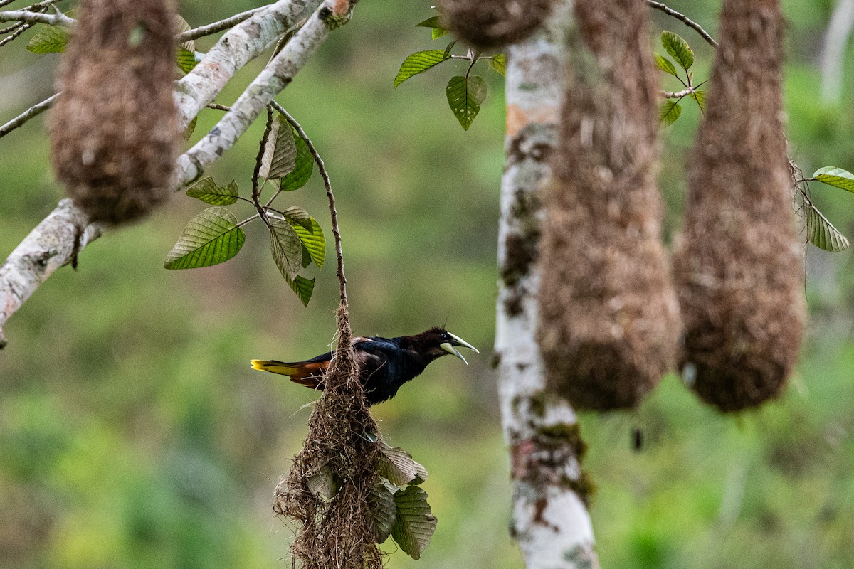 Chestnut-headed Oropendola - ML637508973