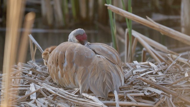 Sandhill Crane - ML637509033