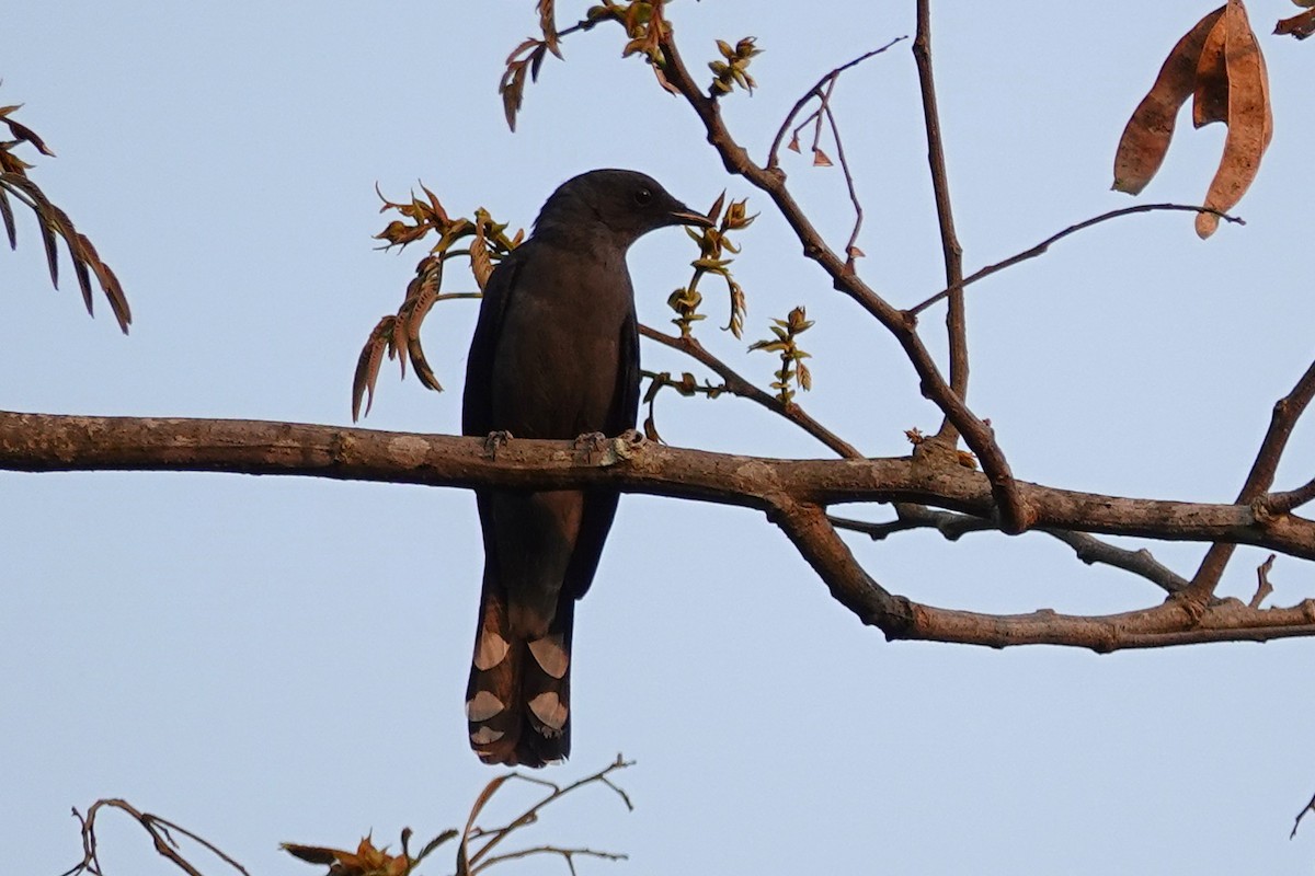 Black-winged Cuckooshrike - ML637509072