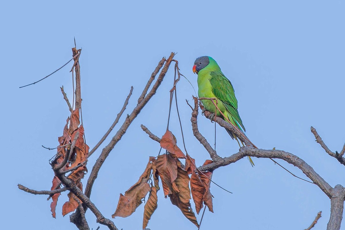 Slaty-headed Parakeet - ML637509082