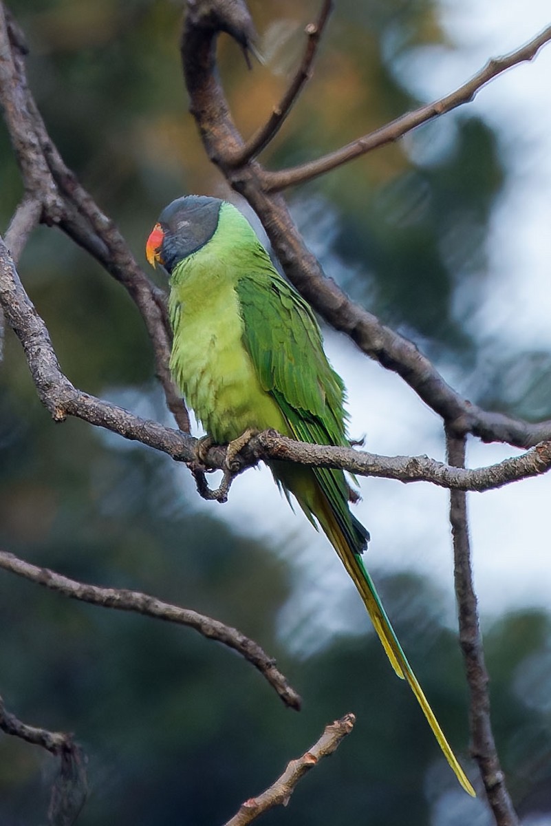 Slaty-headed Parakeet - ML637509084