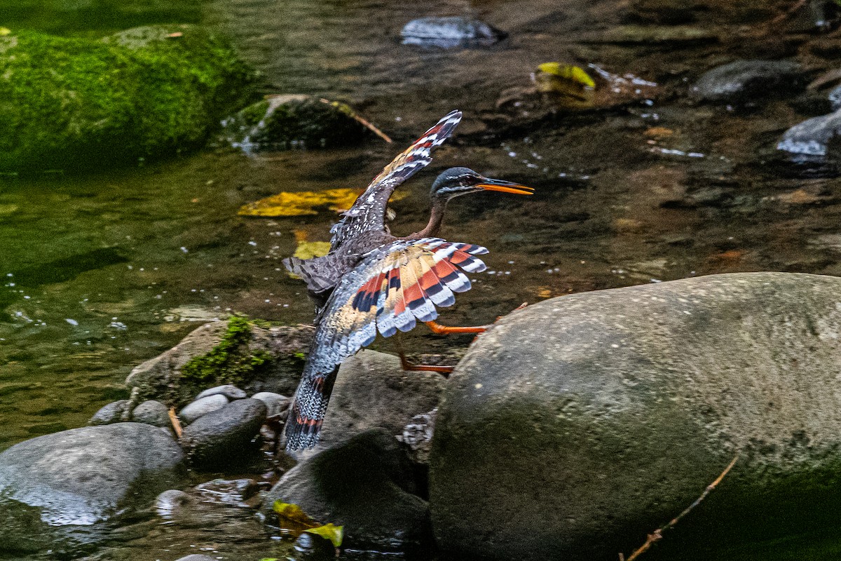 Sunbittern - ML637509108