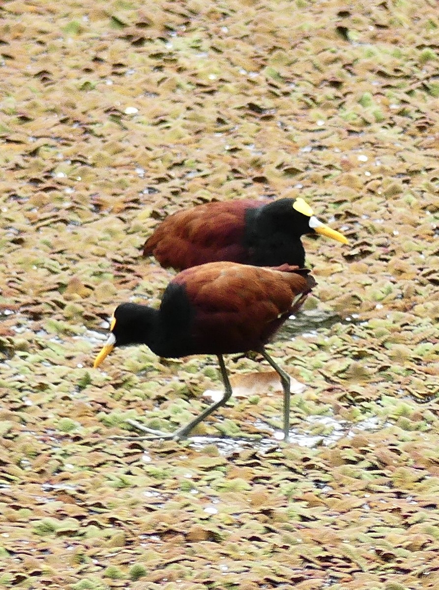 Northern Jacana - ML637509184