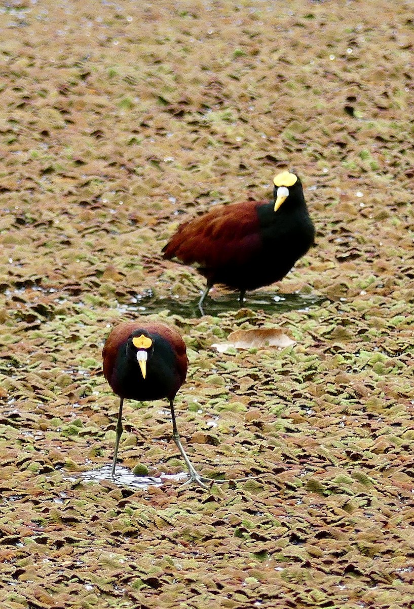 Northern Jacana - ML637509186