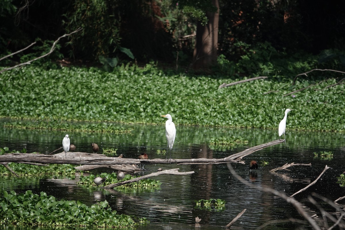 Great Egret (African) - ML637509221