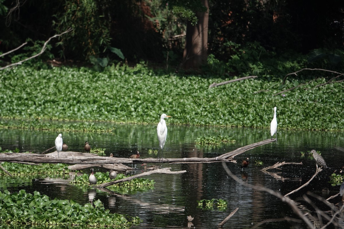 Great Egret (African) - ML637509222