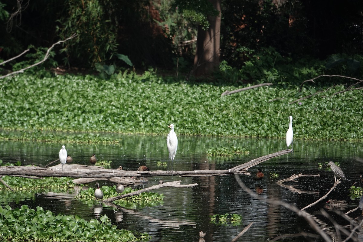 Great Egret (African) - ML637509224