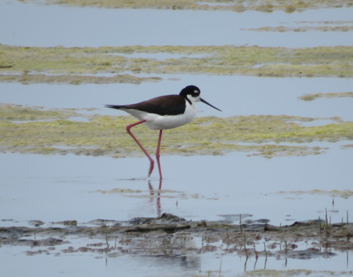 Black-necked Stilt - ML637509225