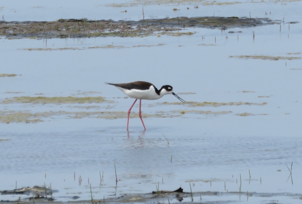 Black-necked Stilt - ML637509226