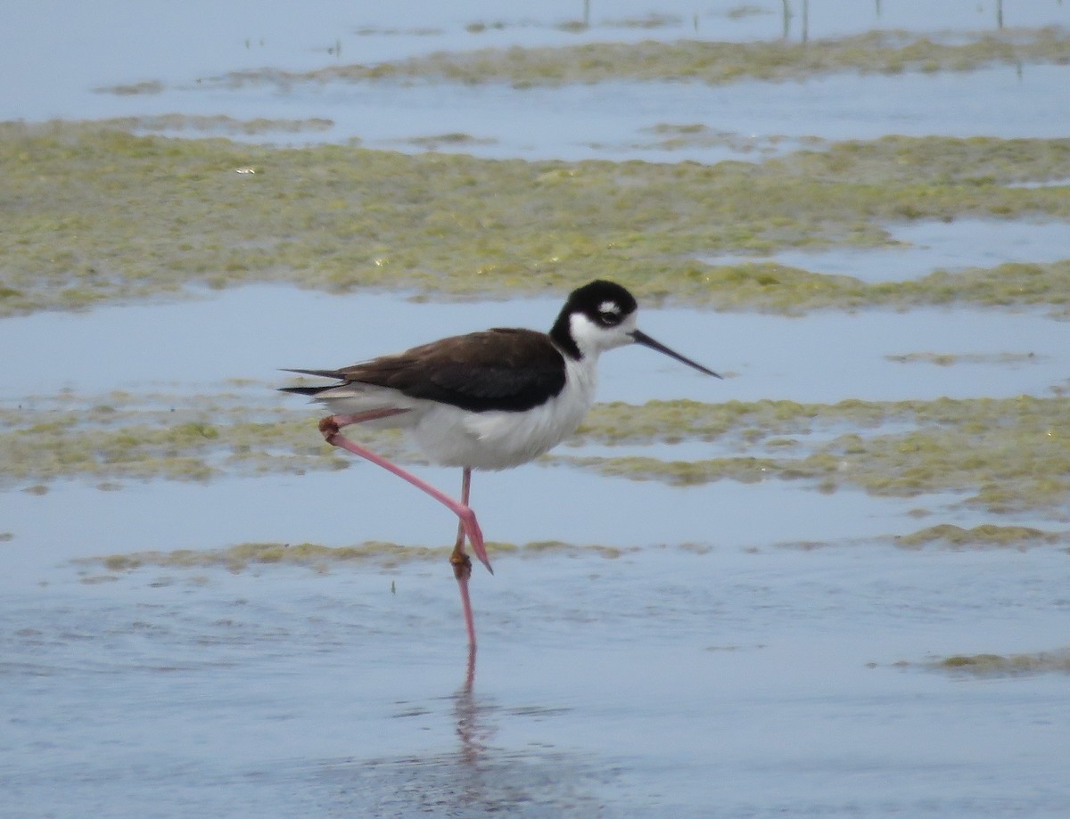 Black-necked Stilt - ML637509227