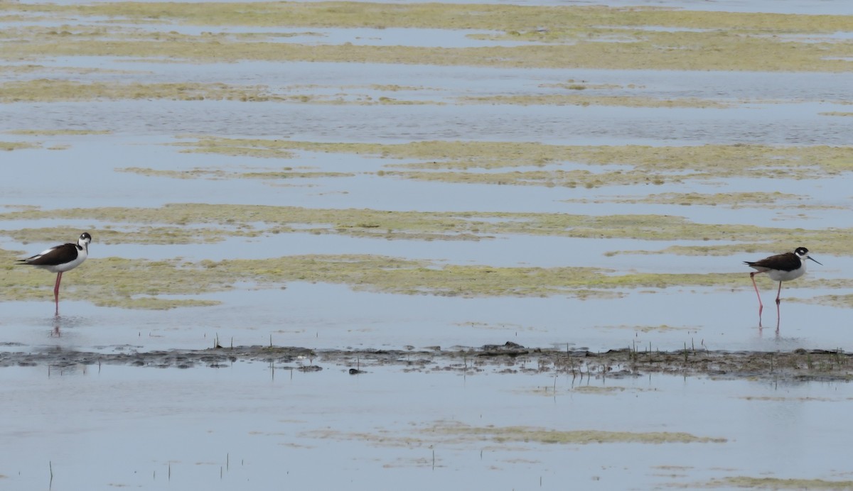 Black-necked Stilt - ML637509228