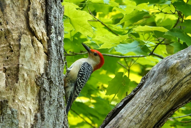 Red-bellied Woodpecker - ML637509229