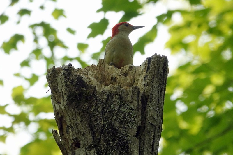 Red-bellied Woodpecker - ML637509230