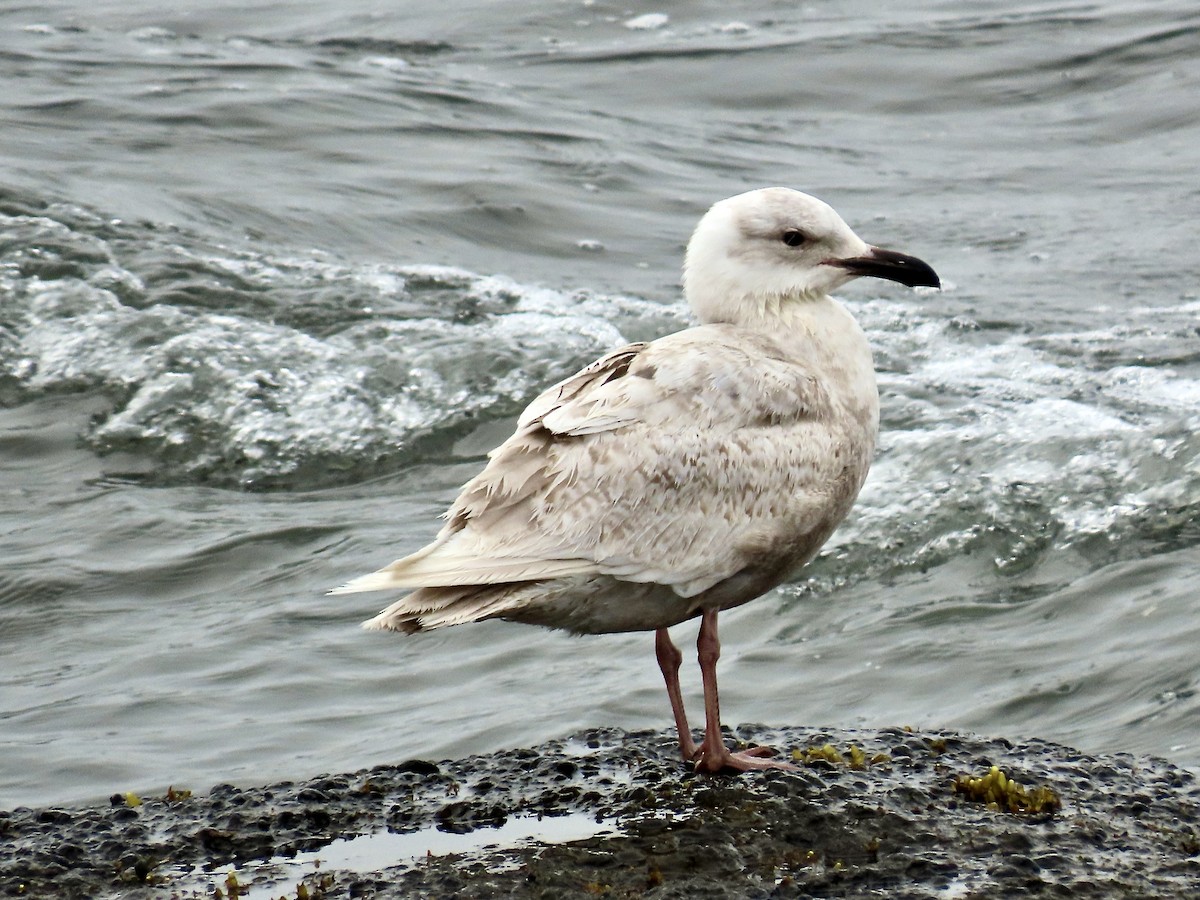 Glaucous-winged Gull - ML637509273