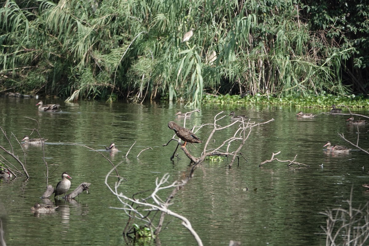Meller's Duck - ML637509289