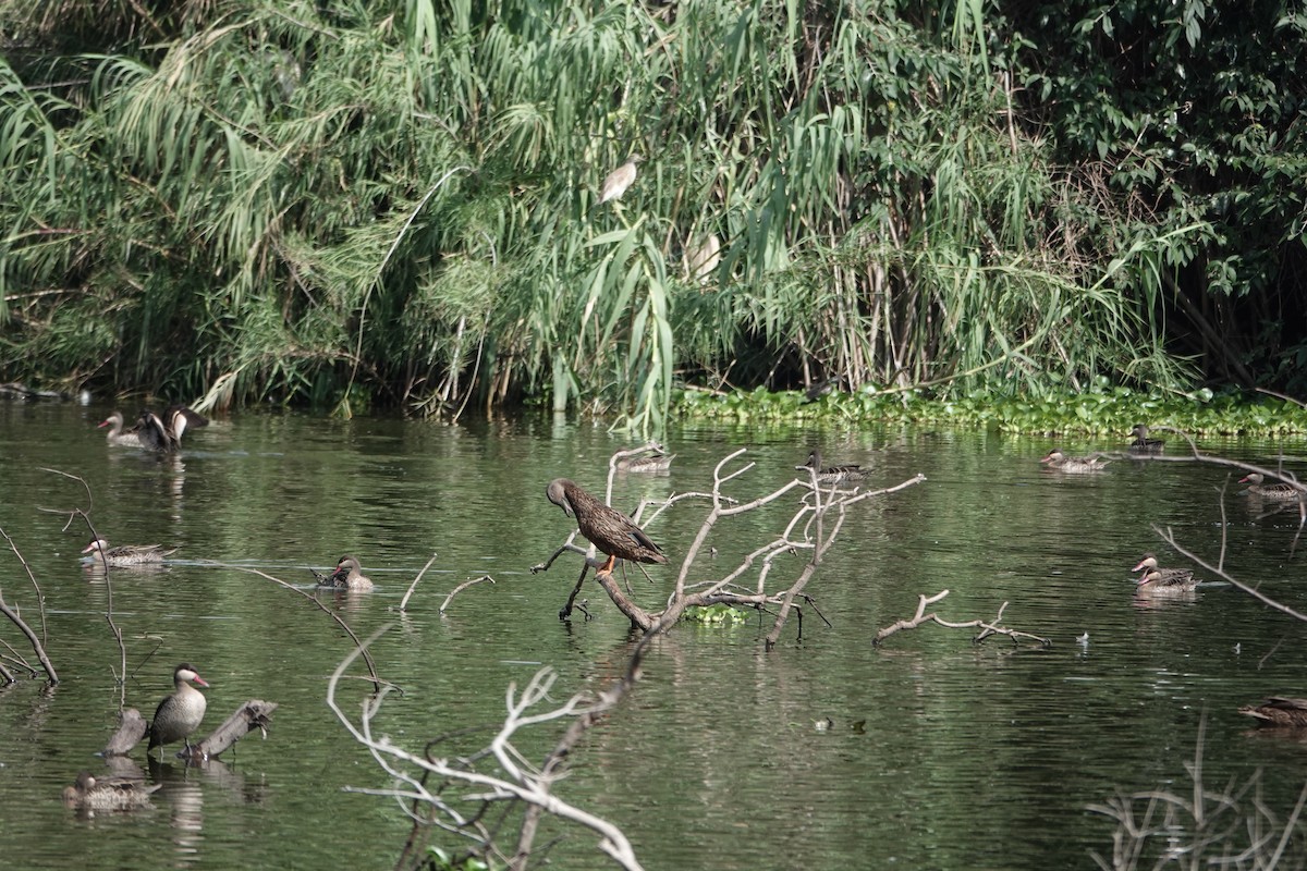 Meller's Duck - ML637509291