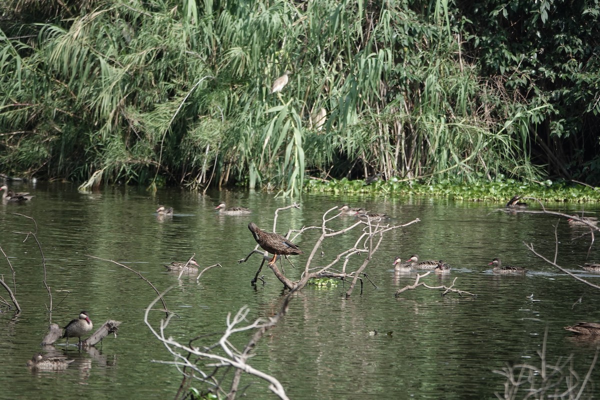 Meller's Duck - ML637509294