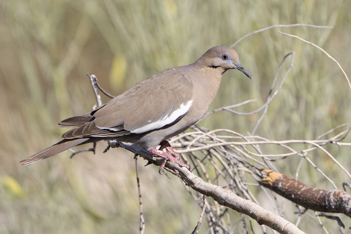 White-winged Dove - ML637509300