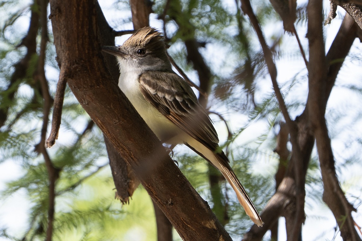 Brown-crested Flycatcher - ML637509302