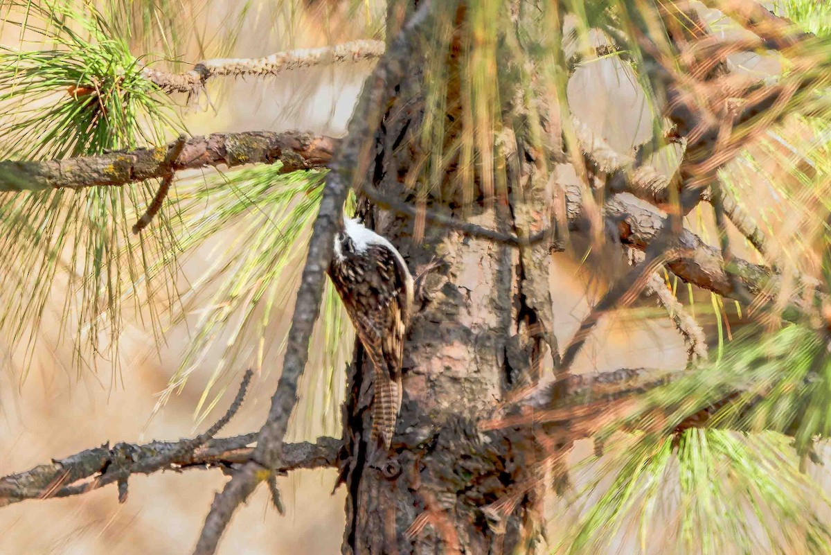 Bar-tailed Treecreeper - ML637509310