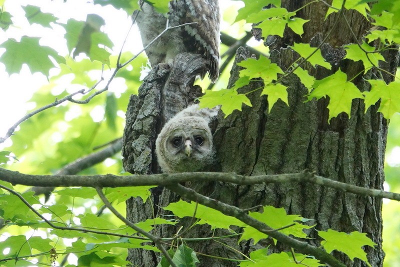 Barred Owl - ML637509322