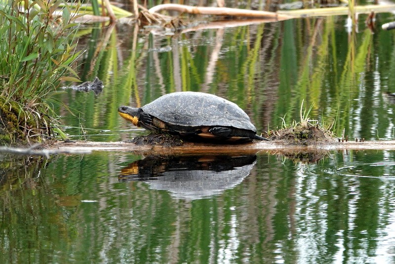 Blanding's Turtle - ML637509334