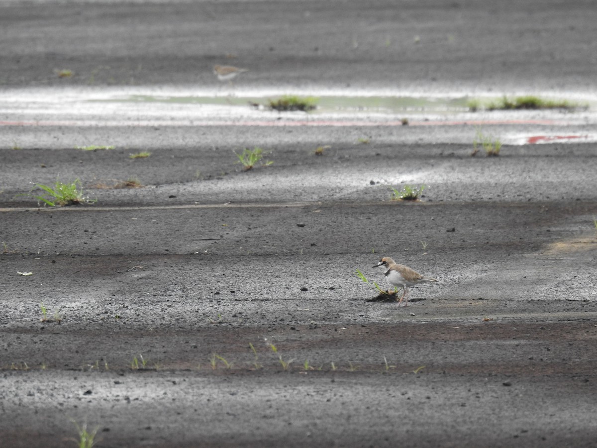 Collared Plover - ML637509360