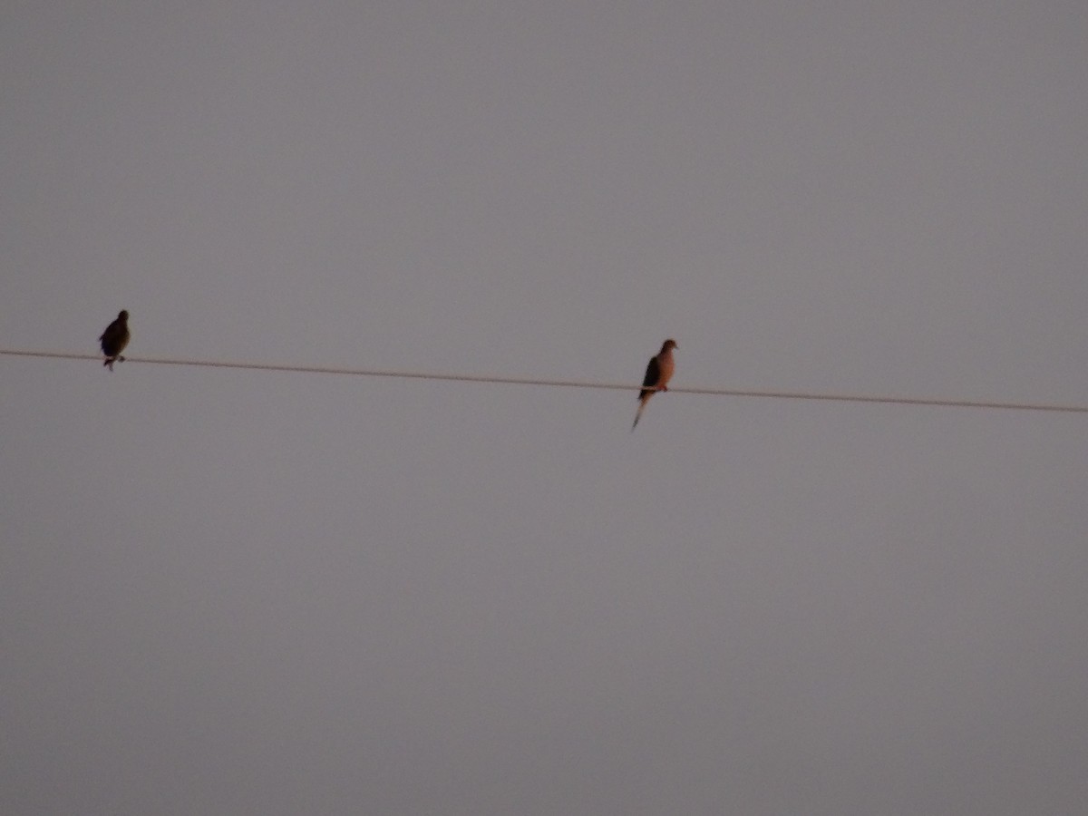 Mourning Dove - ML637509361