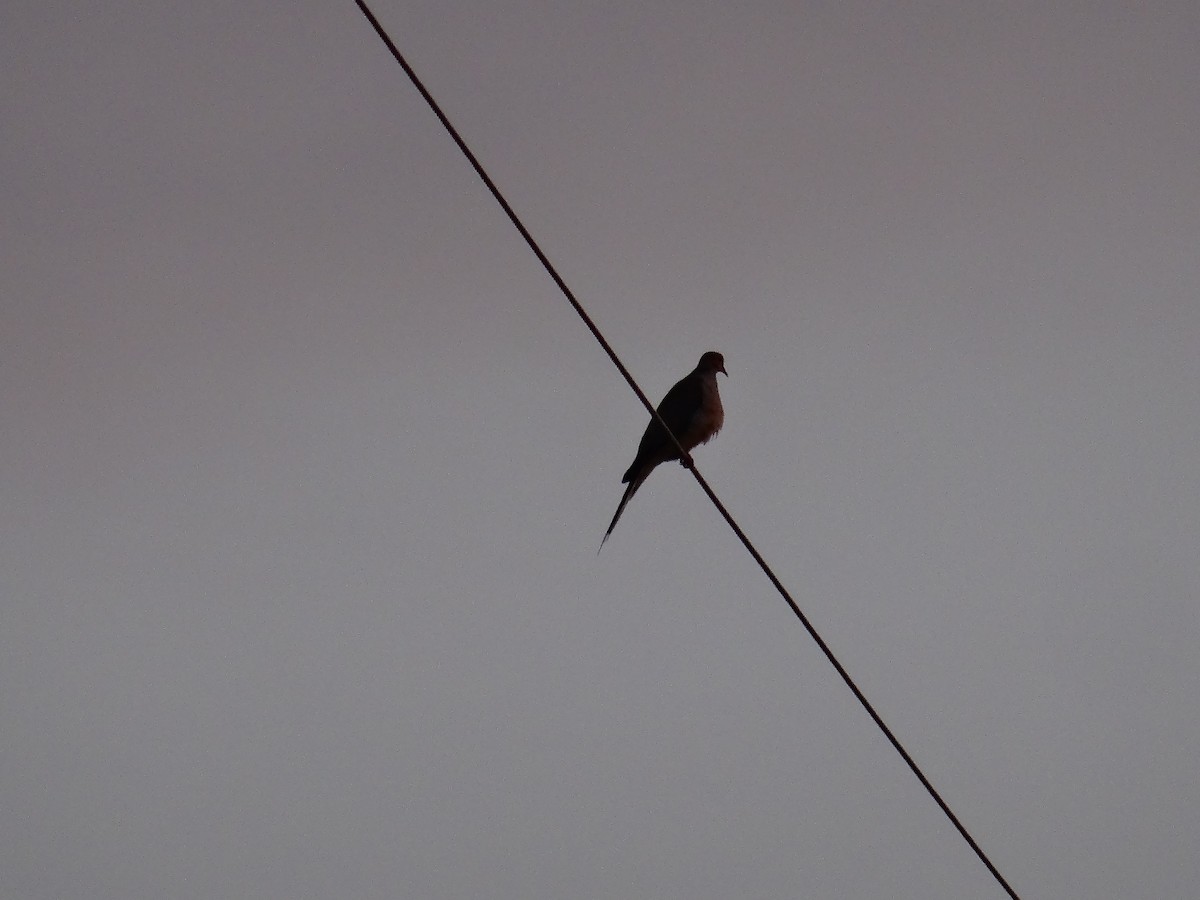 Mourning Dove - ML637509362