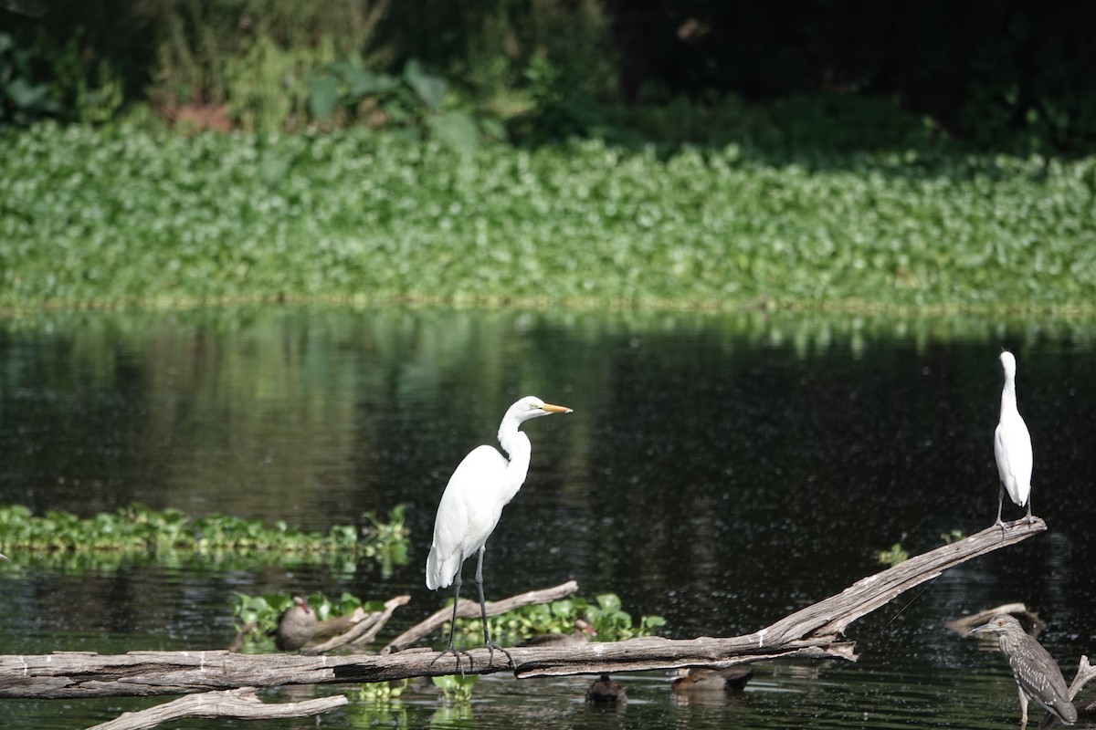 Great Egret (African) - ML637509381