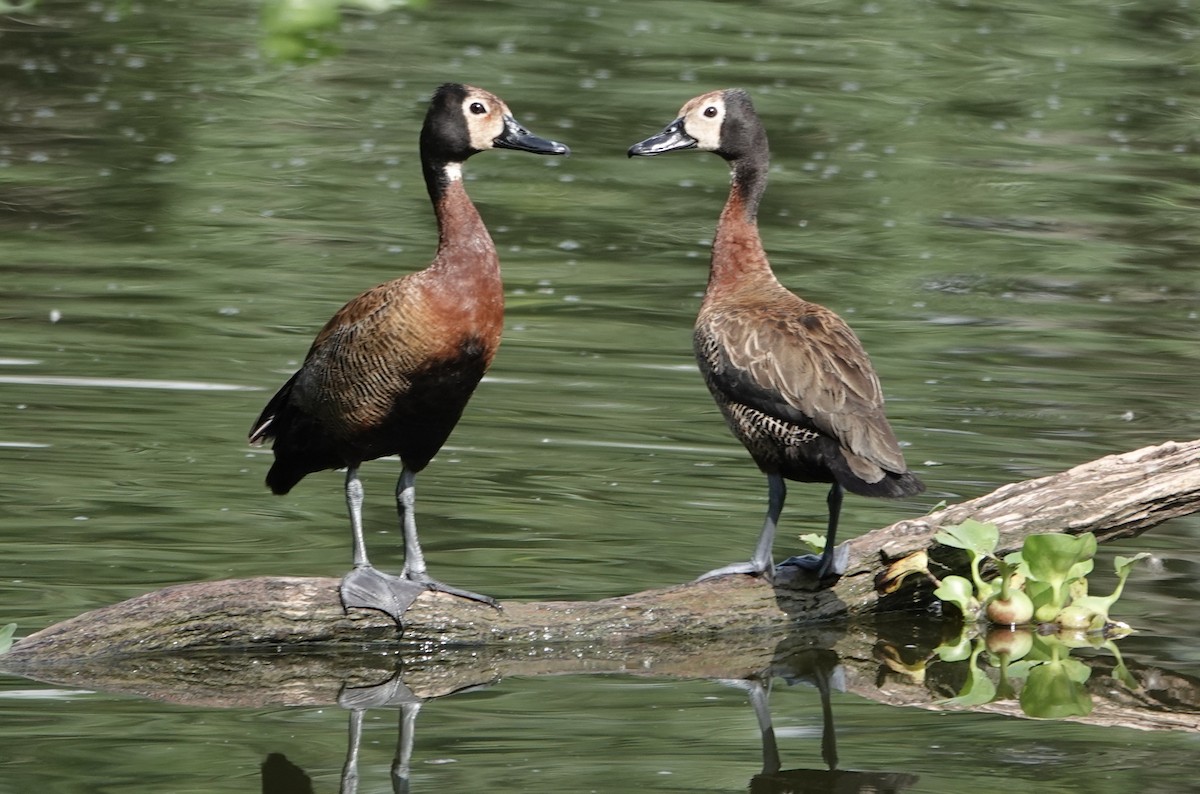 White-faced Whistling-Duck - ML637509417