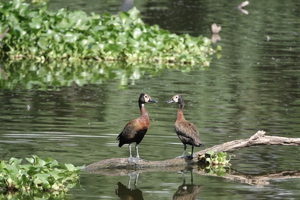 White-faced Whistling-Duck - ML637509418
