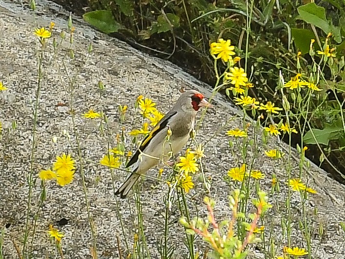 Gray-crowned Goldfinch - ML637509425