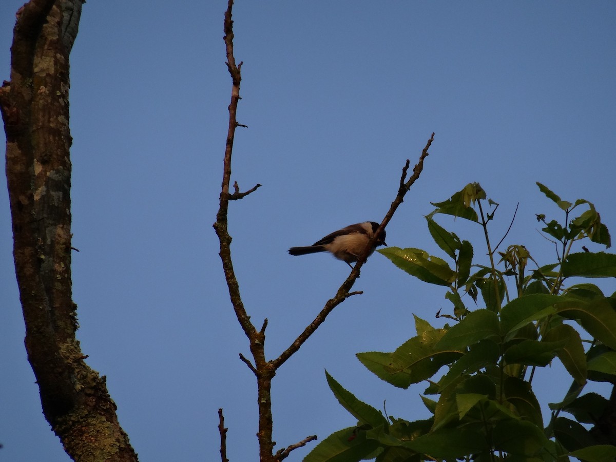 Carolina Chickadee - ML637509465