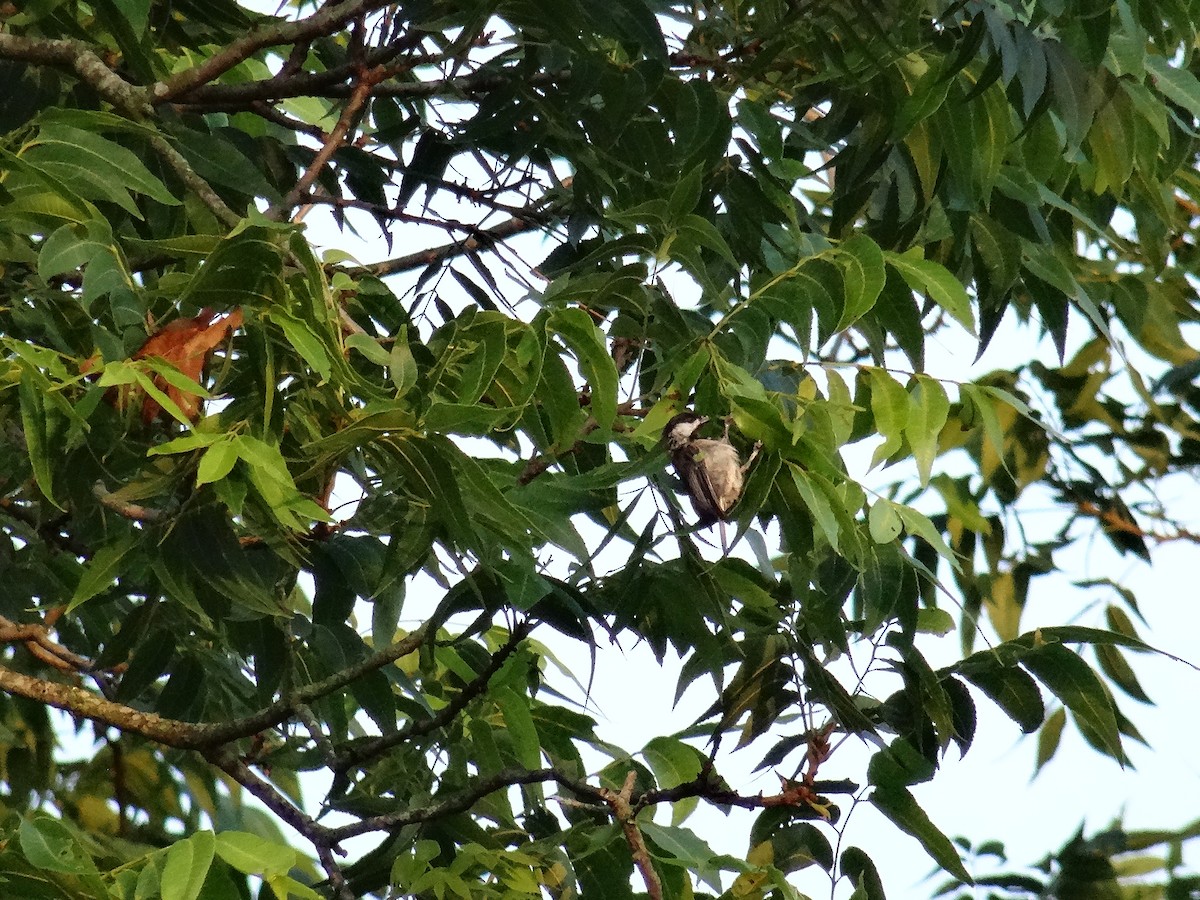 Carolina Chickadee - ML637509468