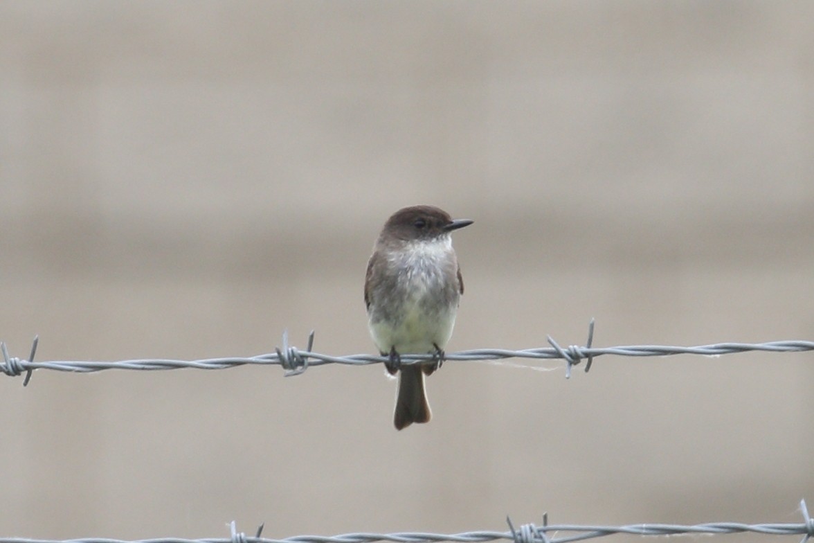 Eastern Phoebe - ML637509475