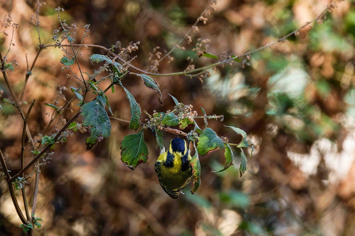 Himalayan Black-lored Tit - ML637509480