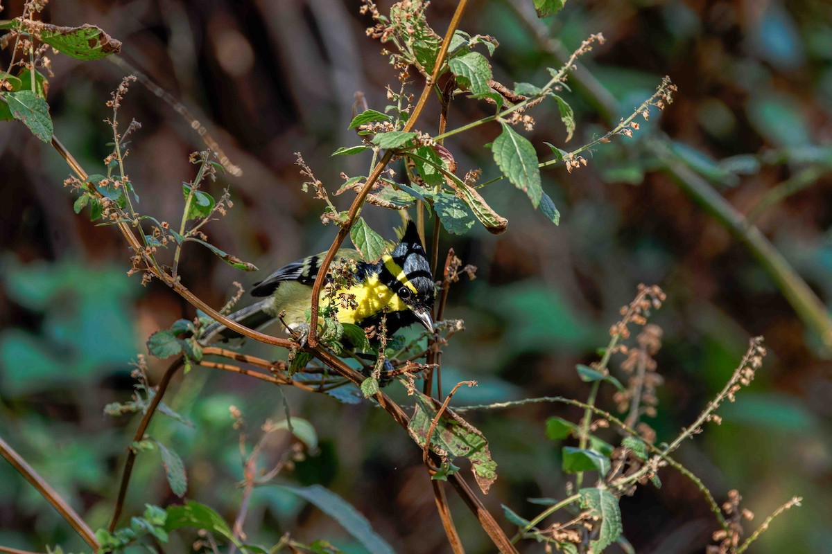 Himalayan Black-lored Tit - ML637509481