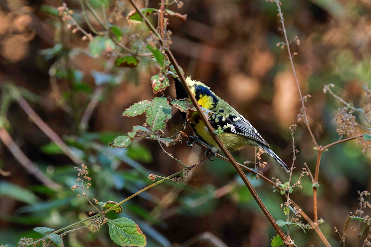 Himalayan Black-lored Tit - ML637509482