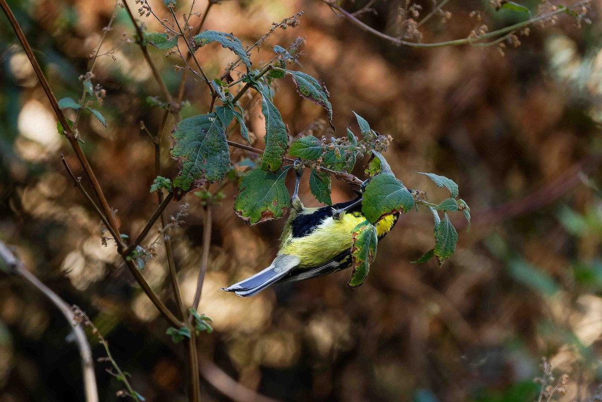Himalayan Black-lored Tit - ML637509483
