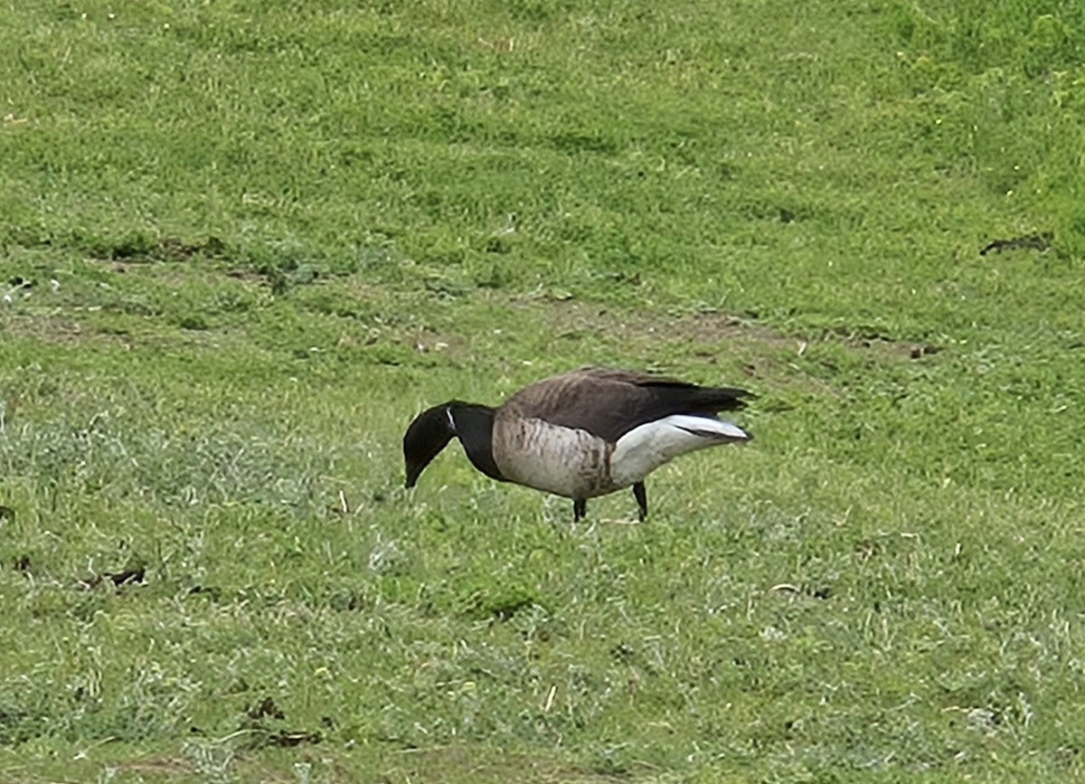 Brant - ML637509486