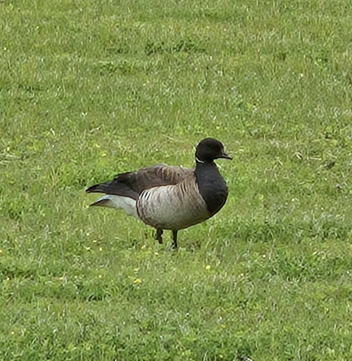 Brant - ML637509487